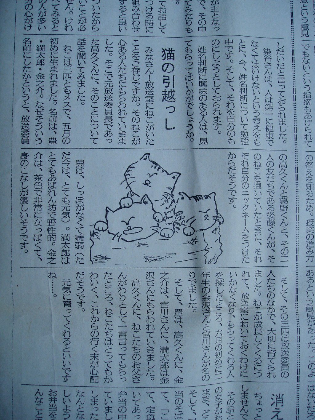 KOSHIKO_NEWS_CAT.JPG - 372,751BYTES